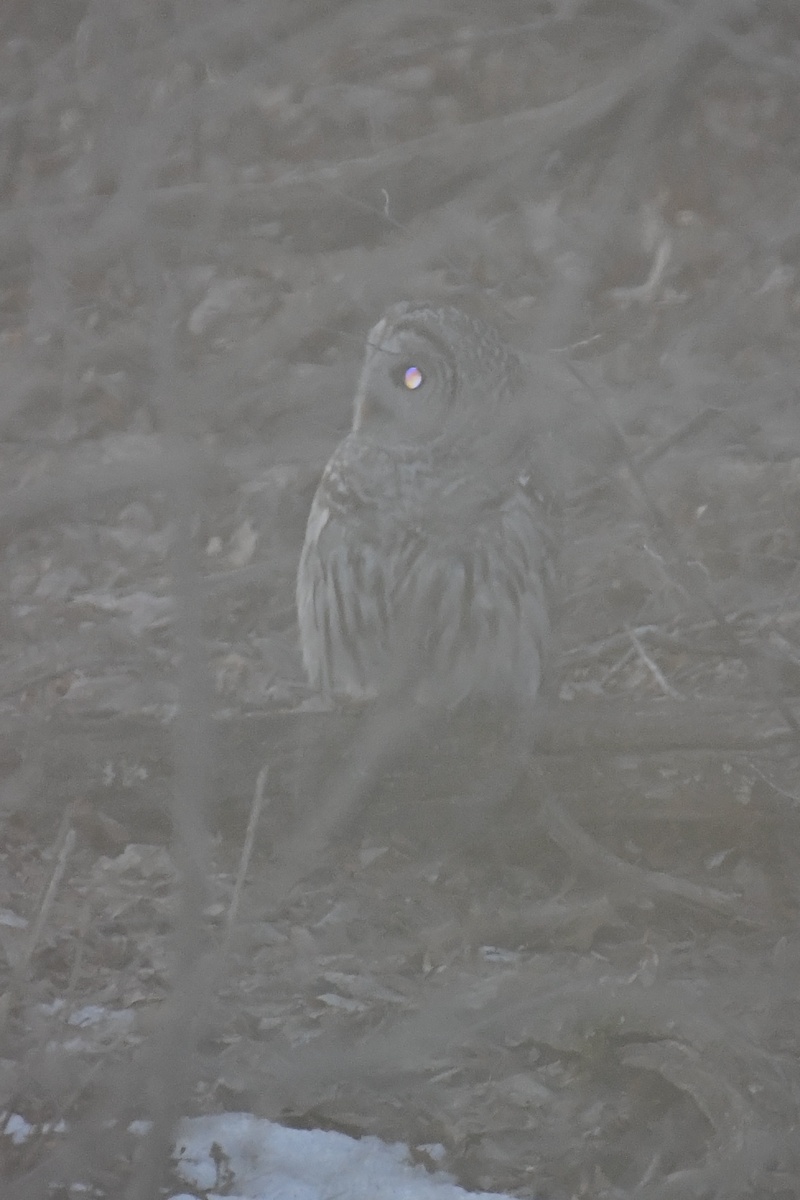 Через стекло, забыв про вспышку, спросонья я смогла ее сфотографировать только так, она меня быстро заметила и улетела))