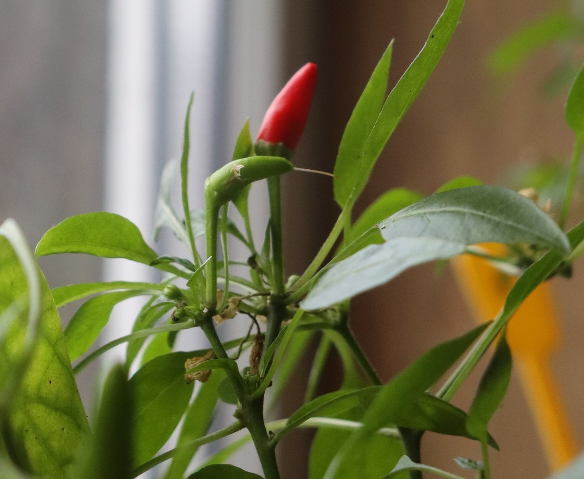 Вот это поворот! Совершенно не похож на исходник!