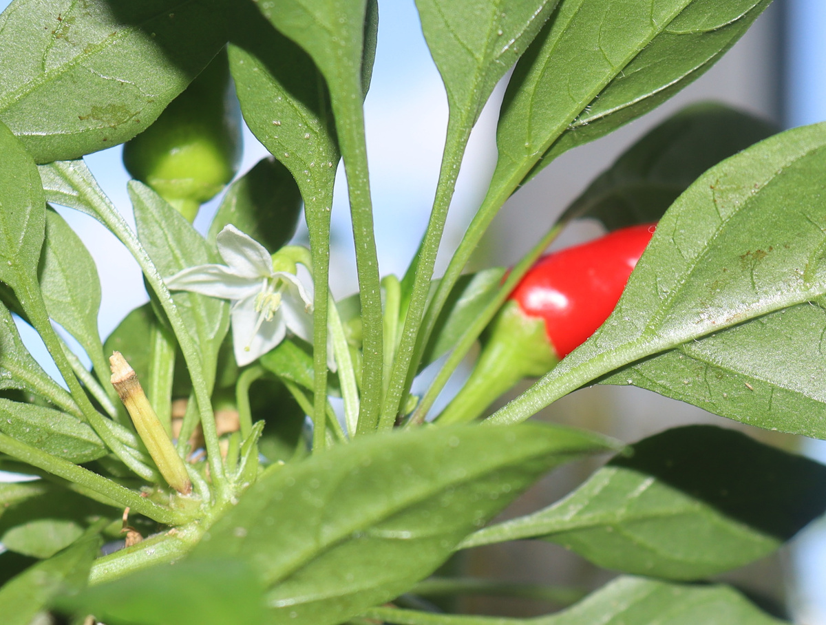 Так цветёт странный перец