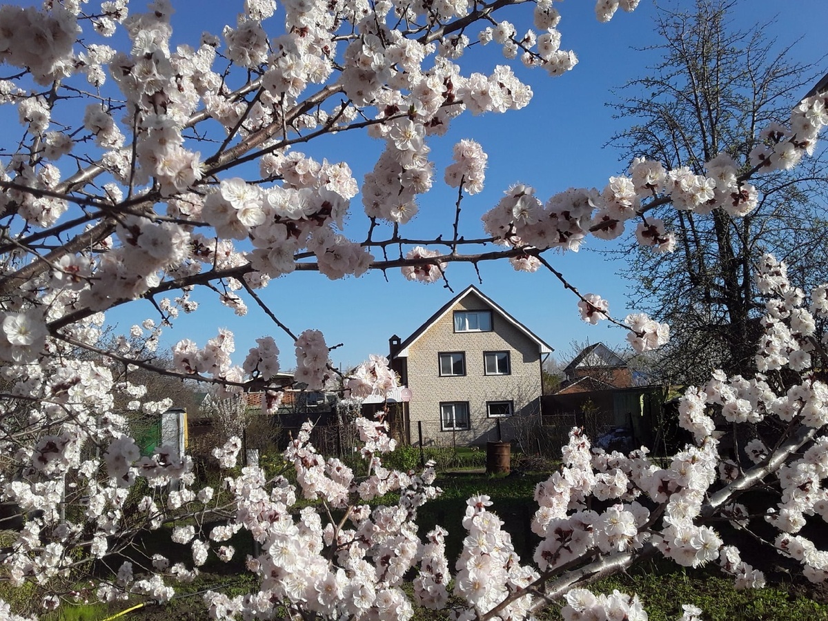 Это оригинал: вид на мой дом из соседского огорода