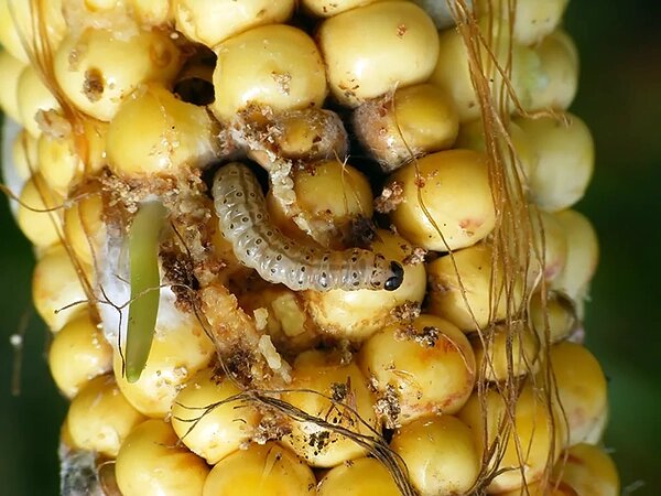 Кукурузный мотылёк
