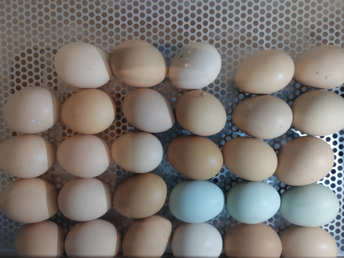 Яички наших курочек.