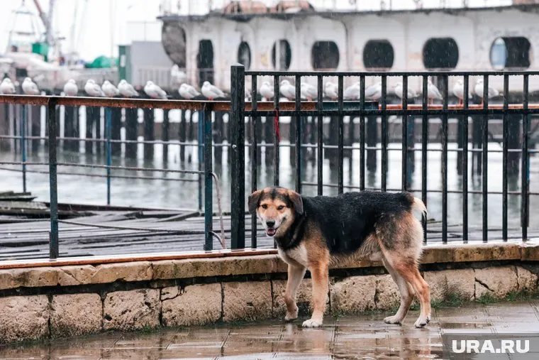 В Госдуме хотят разрешить эвтаназию животных
Фото: Роман Наумов © URA.RU