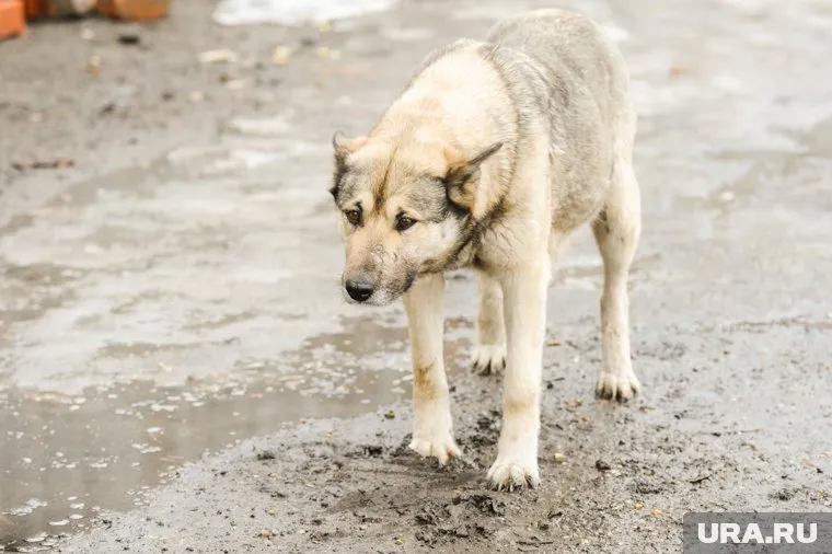Законопроект направлен на борьбу с агрессивными бродячими животными
Фото: Вадим Ахметов © URA.RU