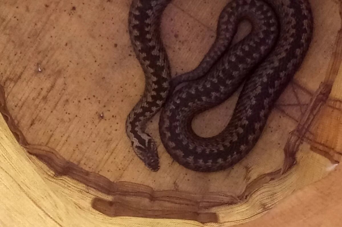    Гадюки опасны для человека