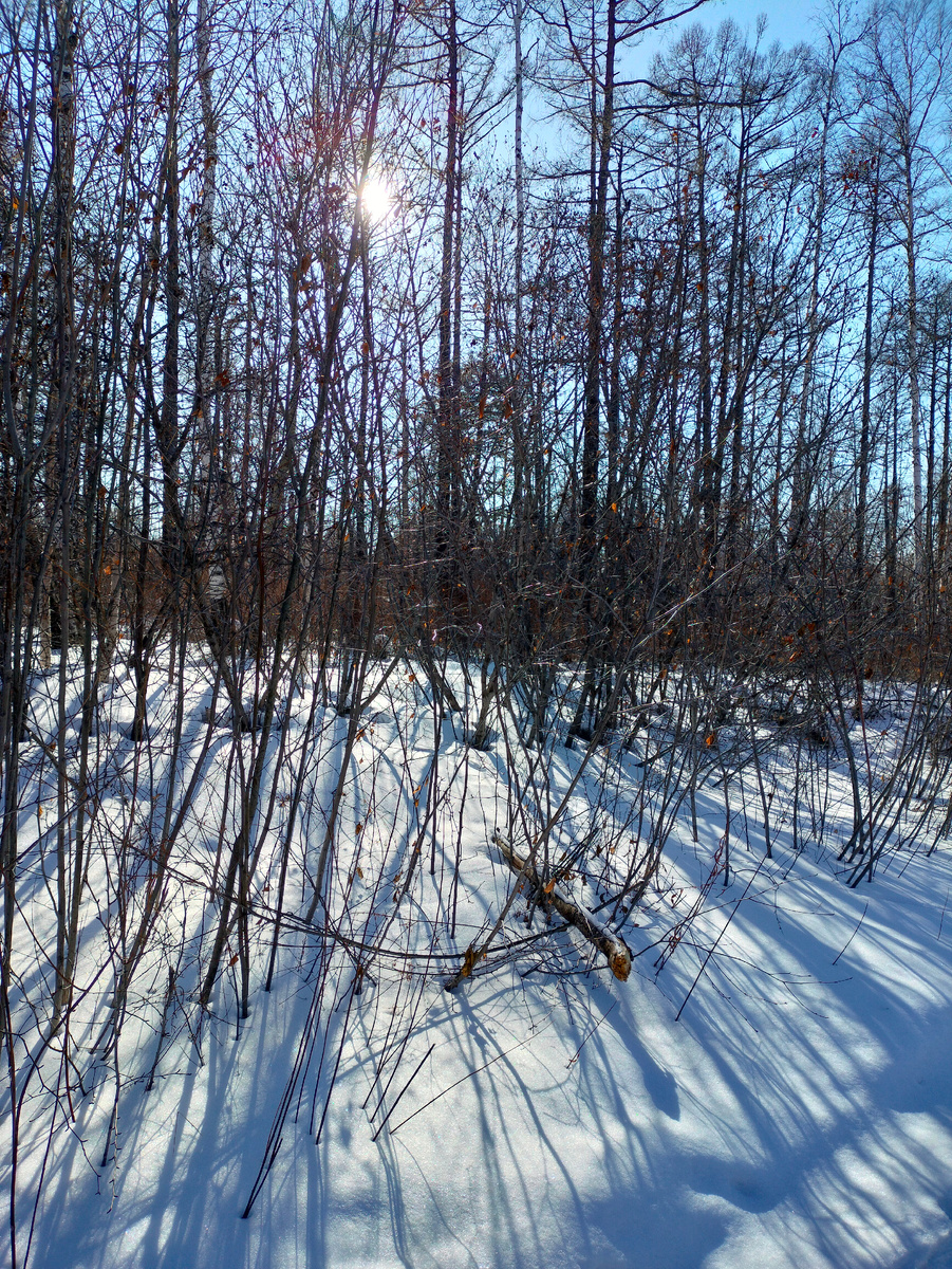 Фото автора. Уже март