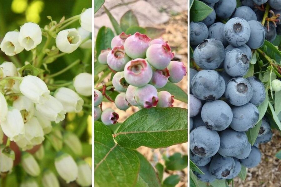 Голубика - от цветения до урожая.