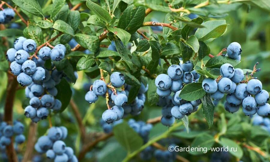 Выращивание голубики: 10 фактов от посадки до сбора урожая