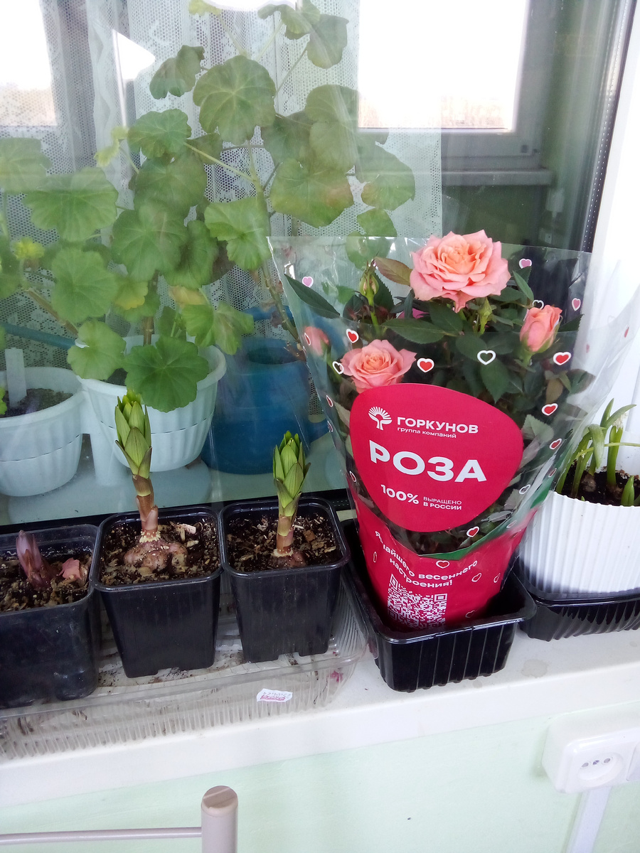 В магнитах и пятерочках нераспроданные остатки стоят давно засохшие, а здесь всё живое и веселенькое. Полила и оставила на лоджии, весной высажу в сад.