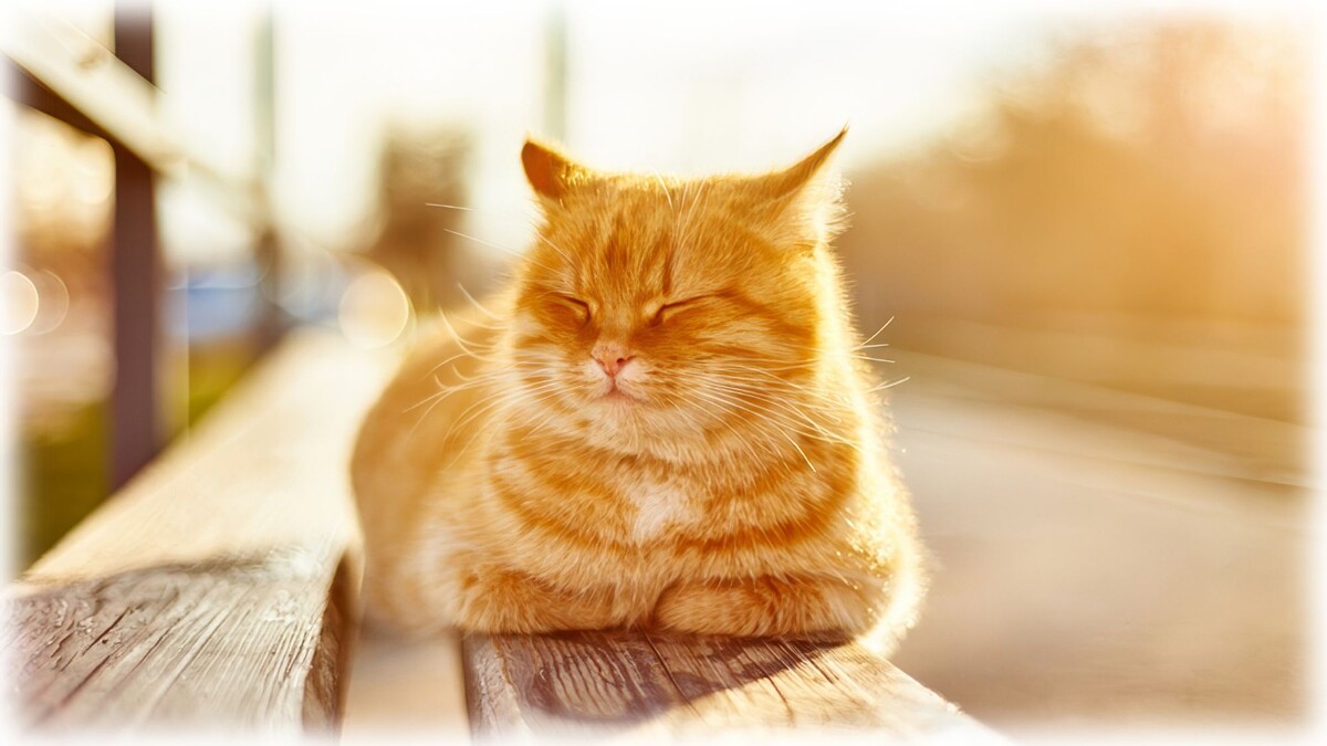 Не спи, усатый! Обгоришь же, на солнце!