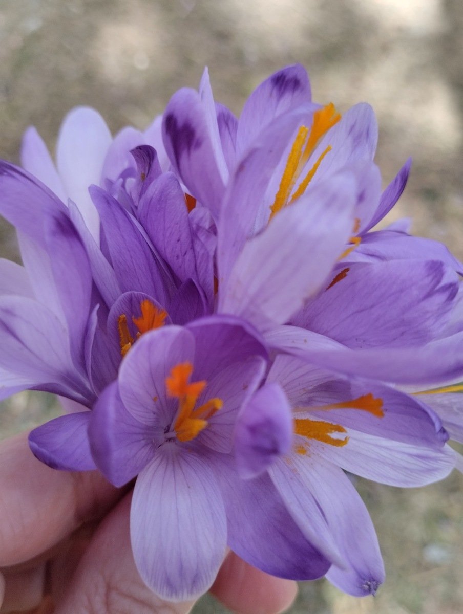 Привет из Златибора. Фото принадлежит автору.