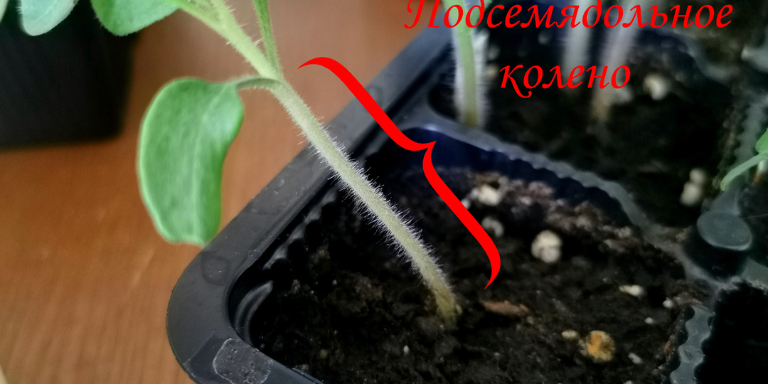 Испортить рассаду томатов невозможно, но мне это удалось. 5 ошибок в выращивании рассады томатов и как их исправить