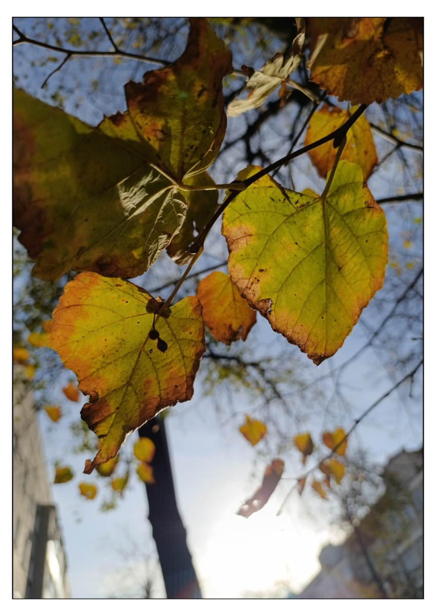 Осень в городе. Фото моего исполнения. Октябрь, 2024 года.