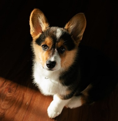 Изображение из открытого источника. Unsplash