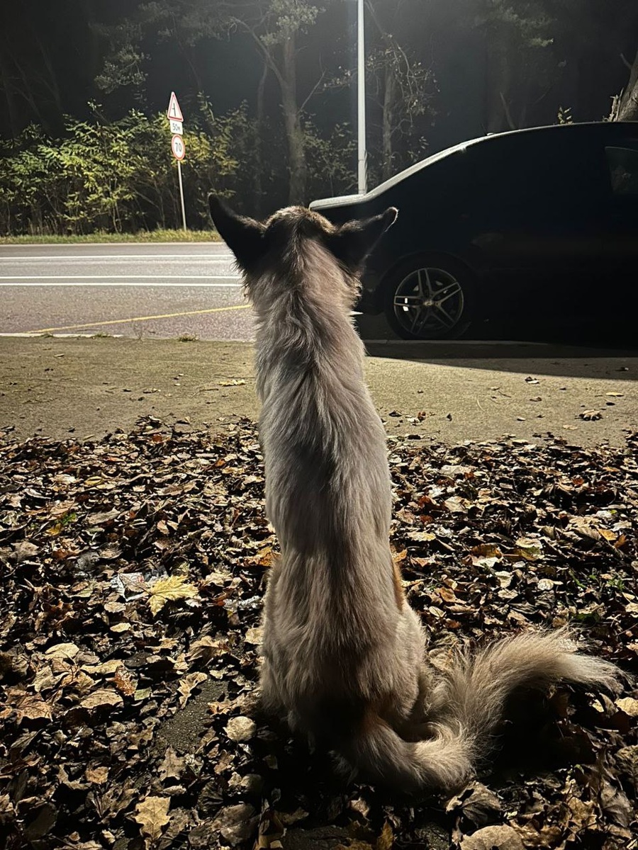 Дикий пёс, который родился и вырос на улице? А вот и нет! Гектор — один из множества бедолаг, которых вывезли за город и бросили прямо на трассе. Он так и сидел там несколько дней — ждал, когда хозяин за ним вернётся. Он не понимал, что его предали — выбросили как надоевшую игрушку. Мы забрали его, и сейчас Гектор живёт в приюте «Славянское»