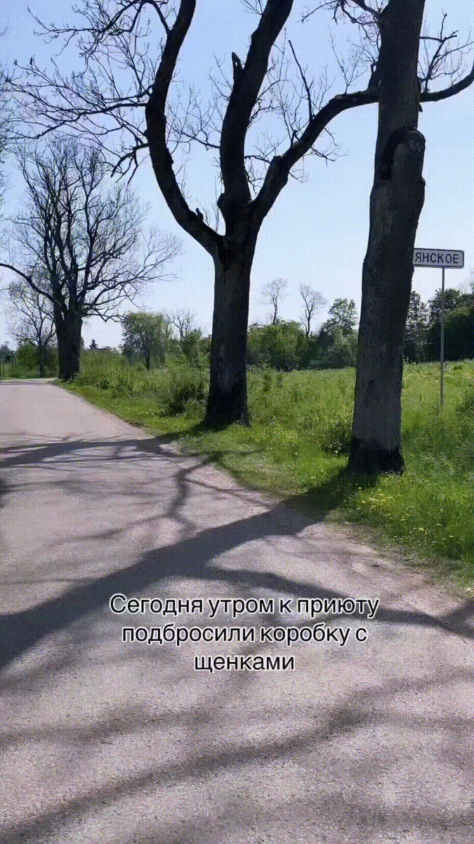 Все эти щенки, которых подбросили к приюту «Славянское», погибли от энтерита. Мы постоянно говорим, что щенкам не место в приюте, у нас нет условий для выращивания щенков, а у них них ещё нет иммунитета. Но люди упороно нас не слышат