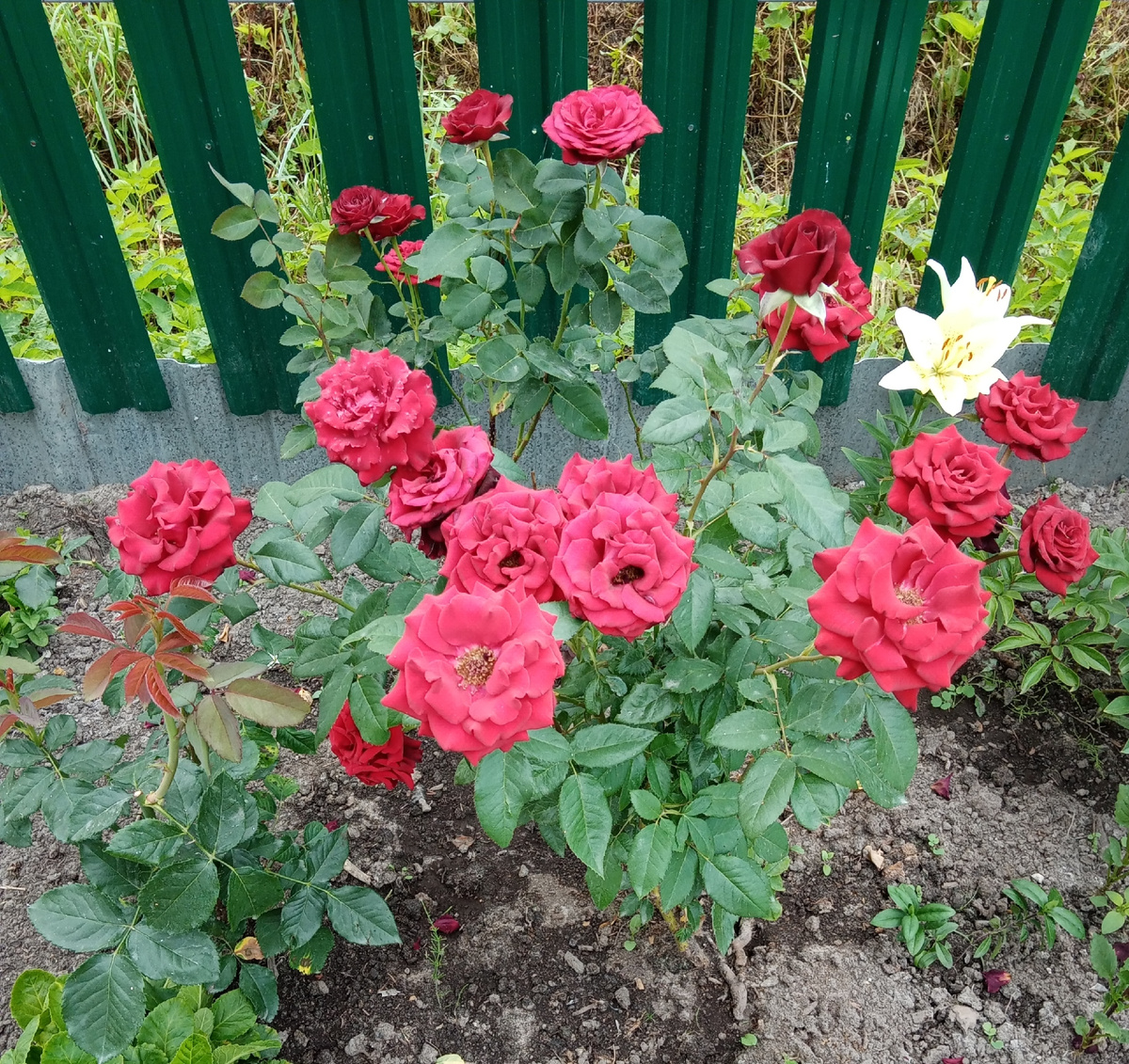 Одна из моих первых роз, безымяшка. Фото автора 