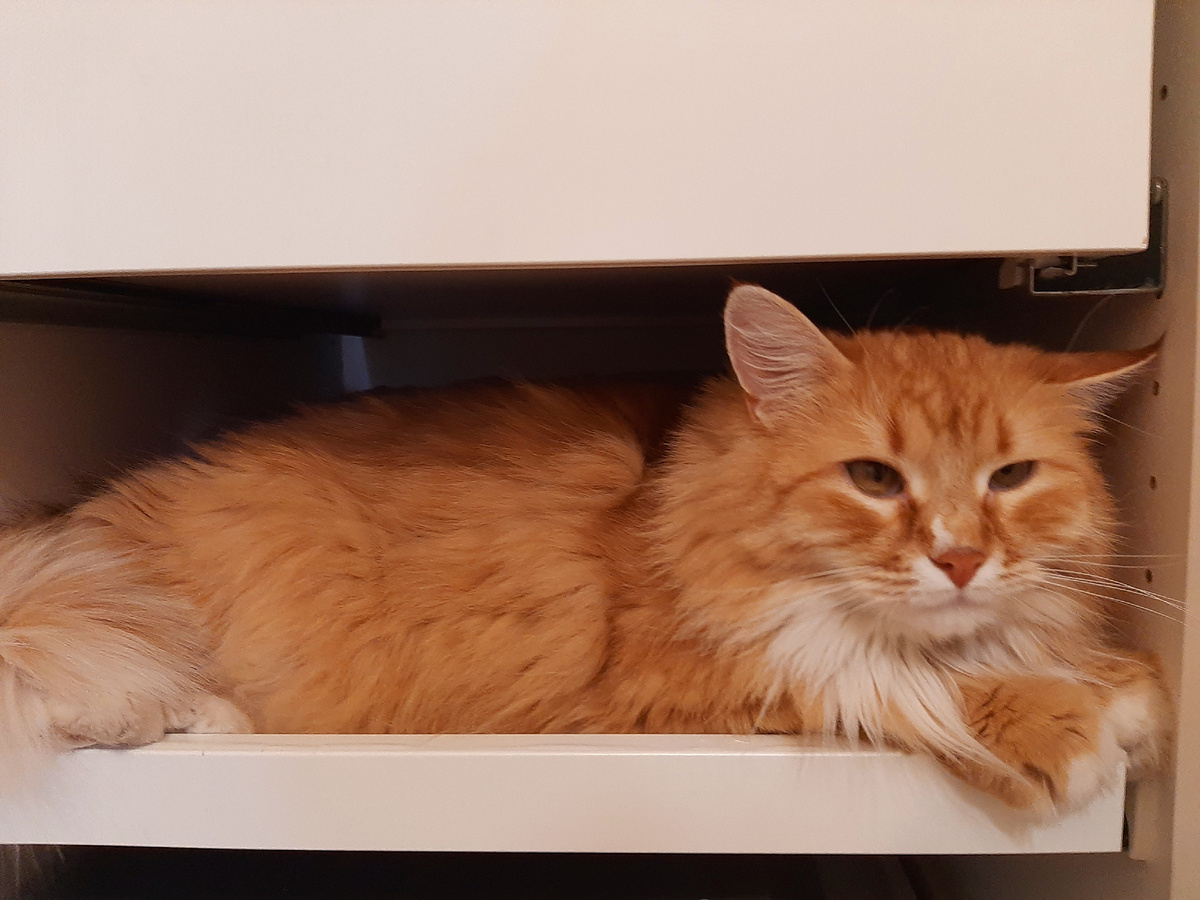 Сюда твоя скамейка всё равно не войдет, так что теперь здесь буду жить я!