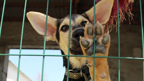    © РИА Новости Крым