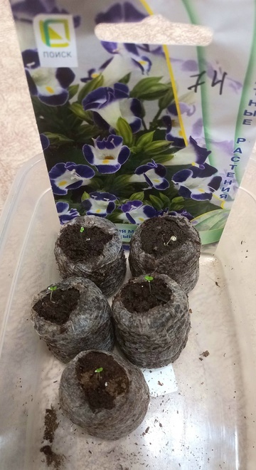 Долгожданные всходы торении