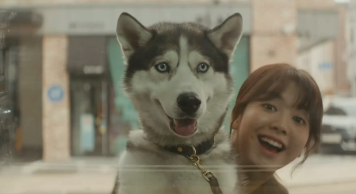 А вы знали, что у хаски голубые глаза? Может, они настоящие арийцы?