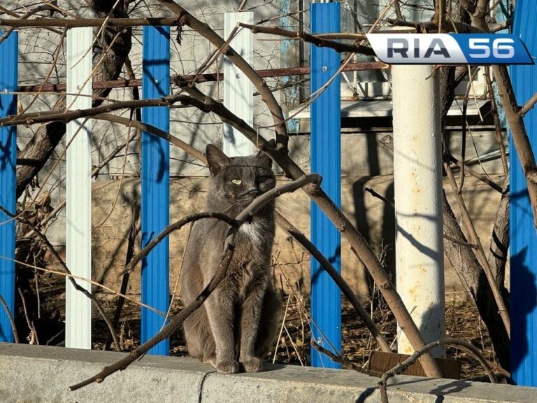    Весна, клещи, инфекции. Подготовьте своих питомцев к теплому сезону Белов Михаил Александрович