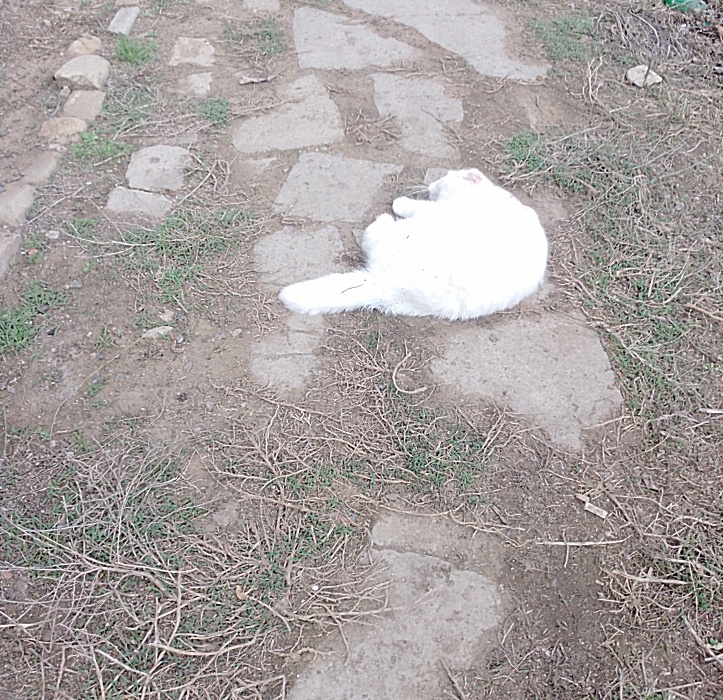 Белое пятно.