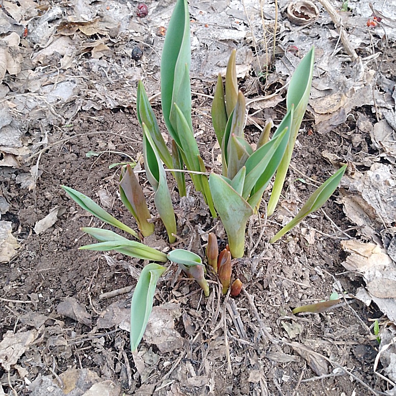 Тюльпан. Смотрите галерею