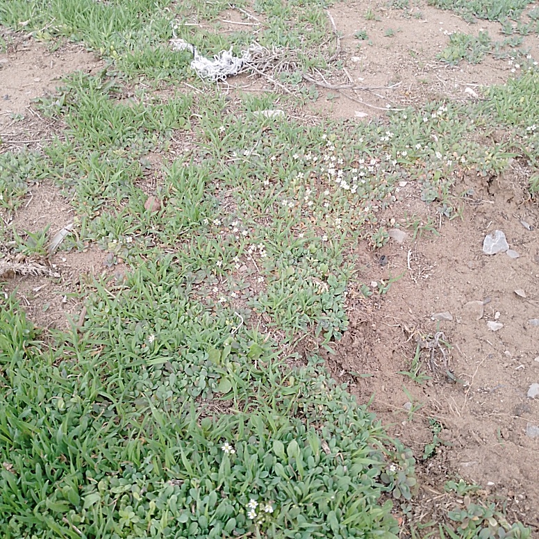 Неизвестные белые маленкие цветочки