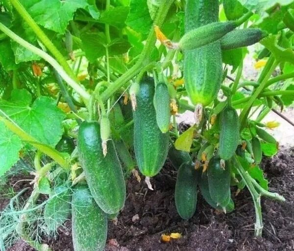 Урожай под кустом