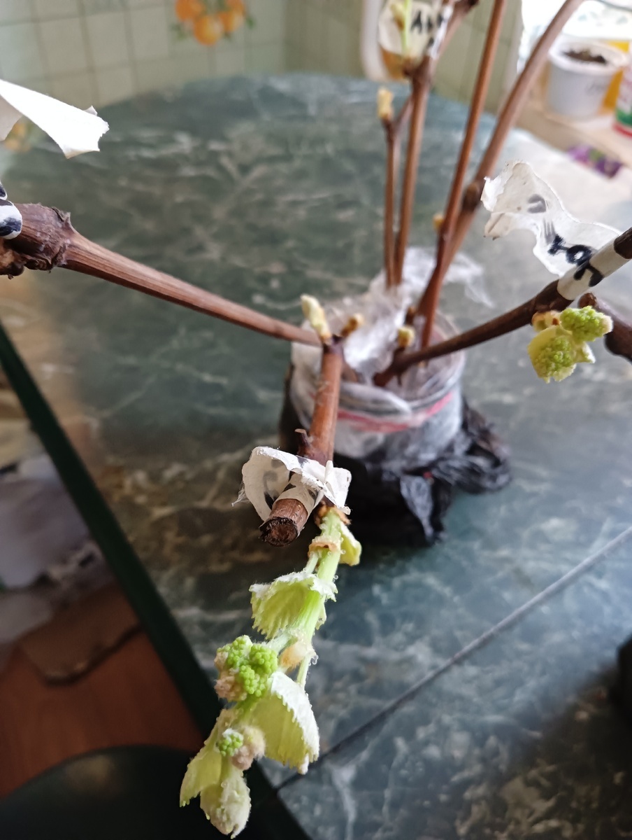 Фото подписчицы 