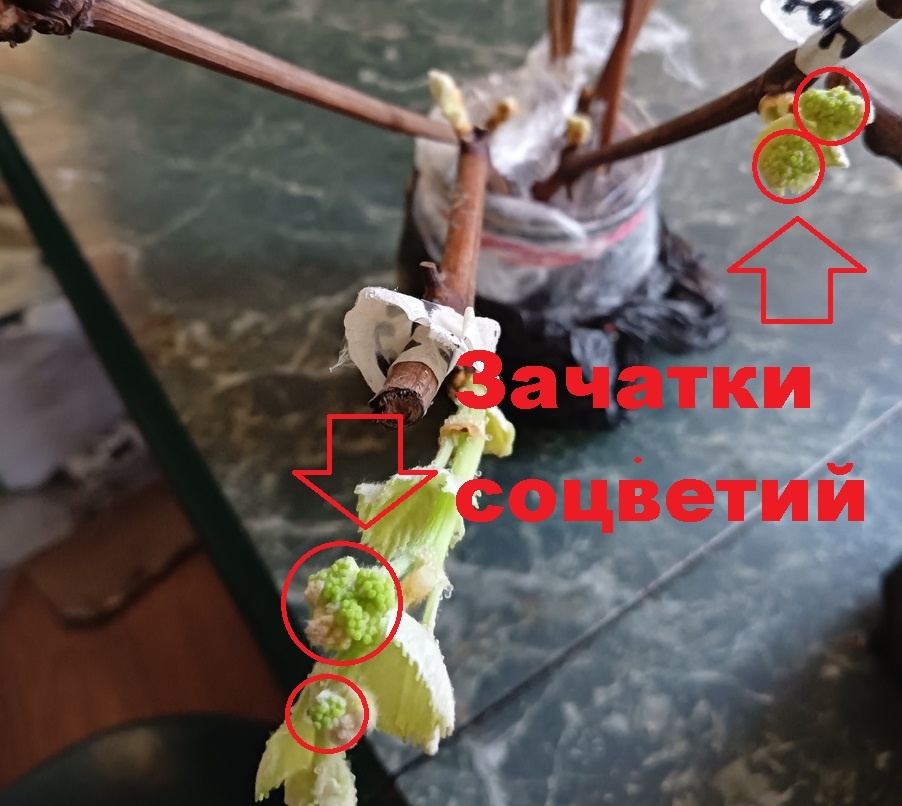 Зачатки соцветий следует аккуратно удалить 