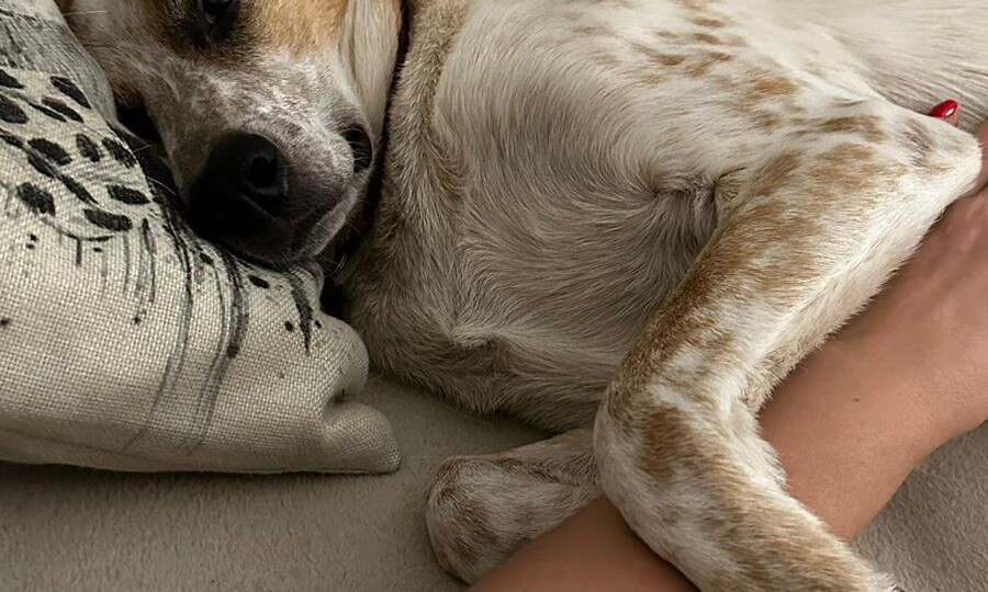 Сначала её кто-то оставил на сугробе, а потом собака сама себе выбирала новую семью