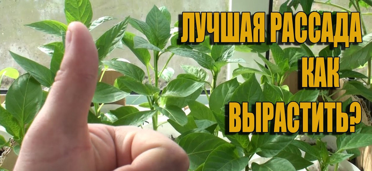 Дача. Сад. Цветы