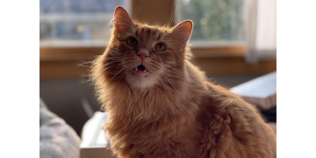 «Я уже почти потерял надежду»: хозяин нашел кота спустя месяц пропажи