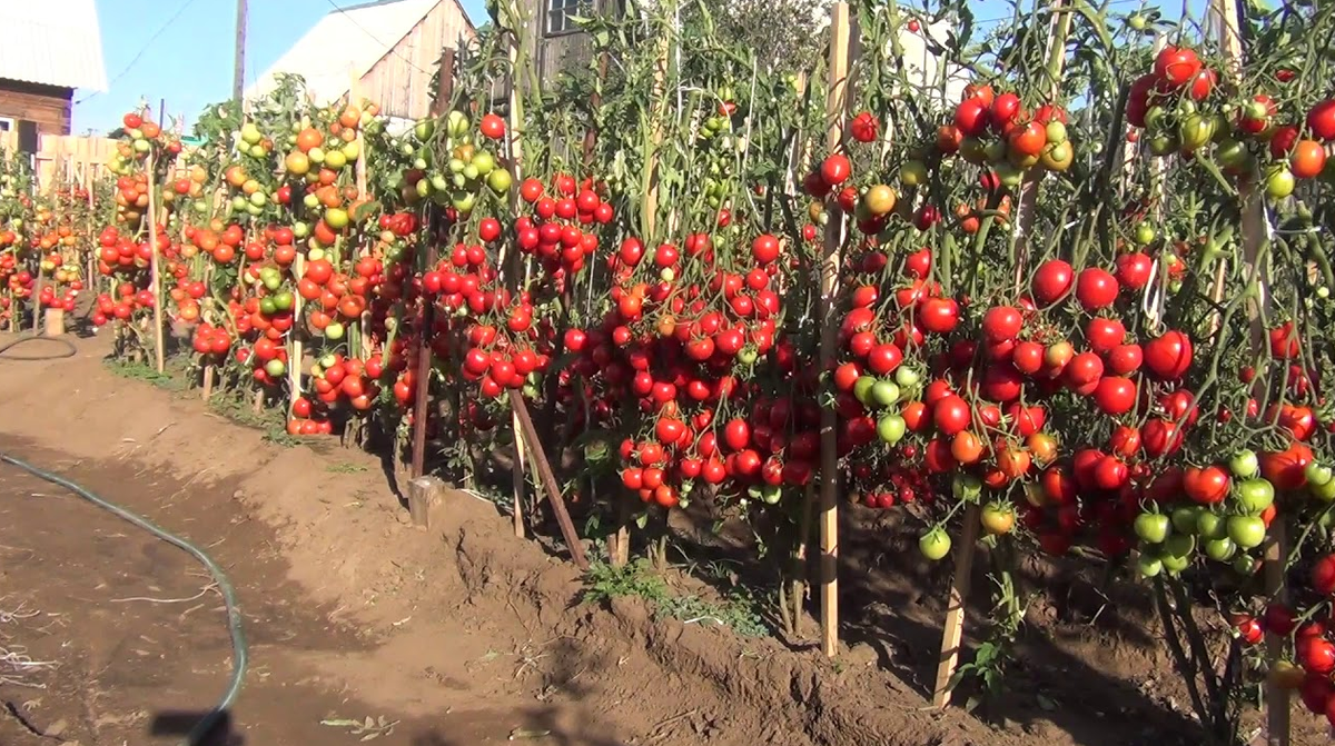 Дача. Сад. Цветы