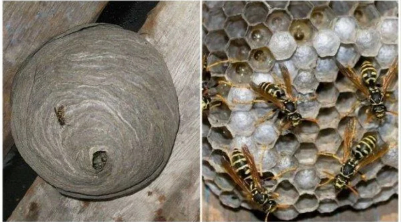 Так оно наверно выглядело