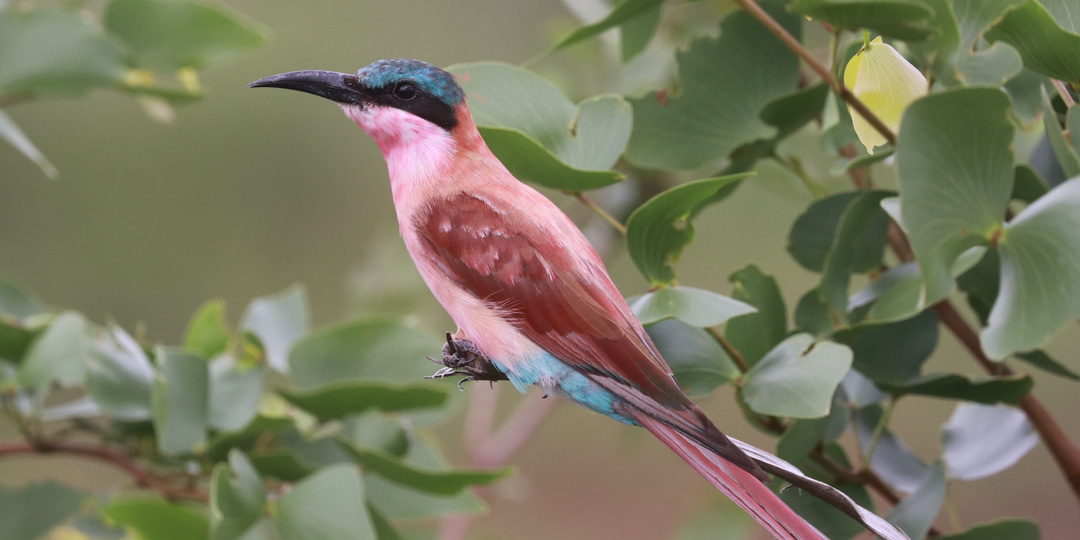 Карминная щурка / Merops nubicoides