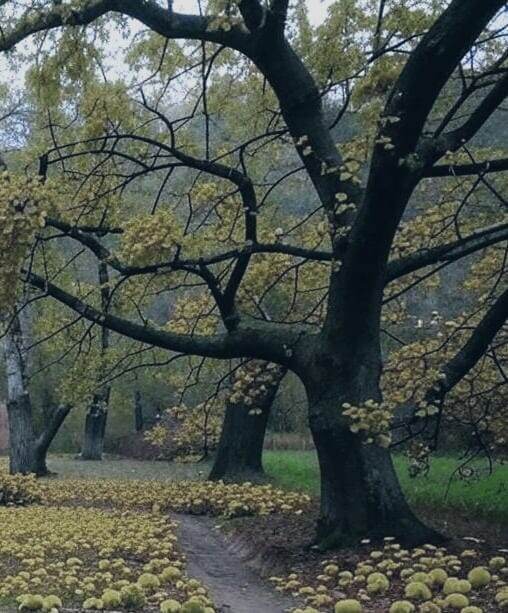 Ноябрь 2024г.