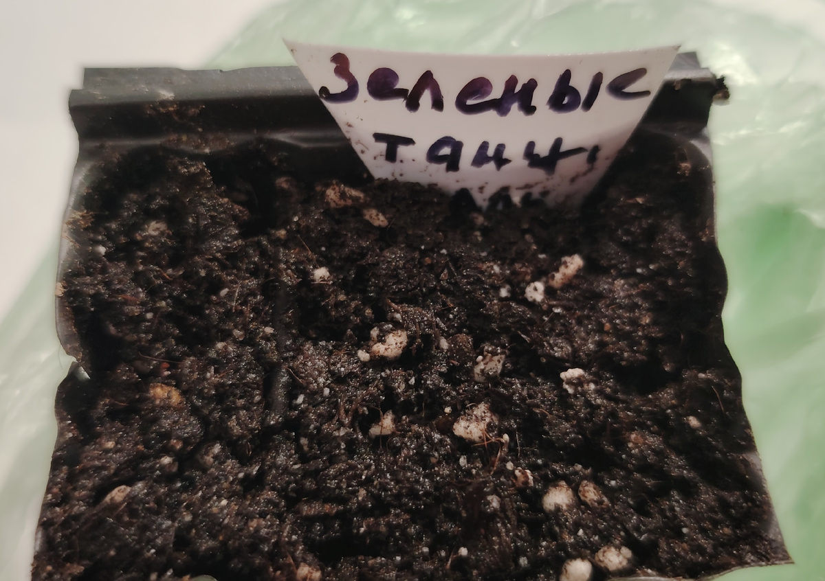 Семена тугодумы