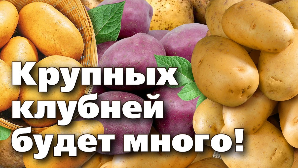 Дача. Сад. Цветы