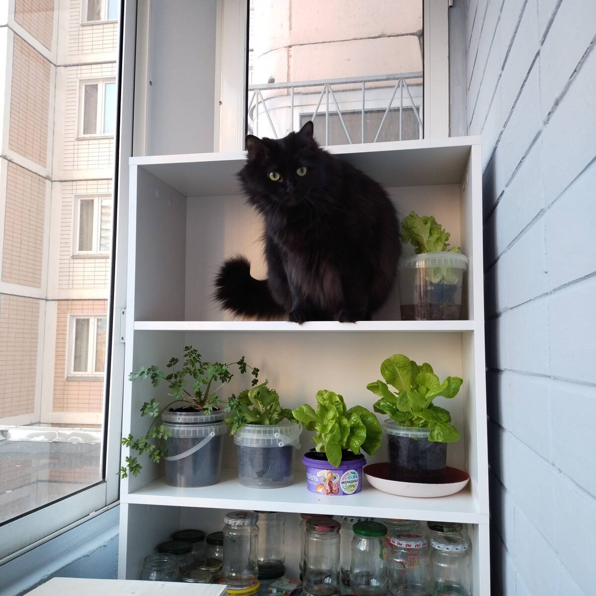 Баня в салатах