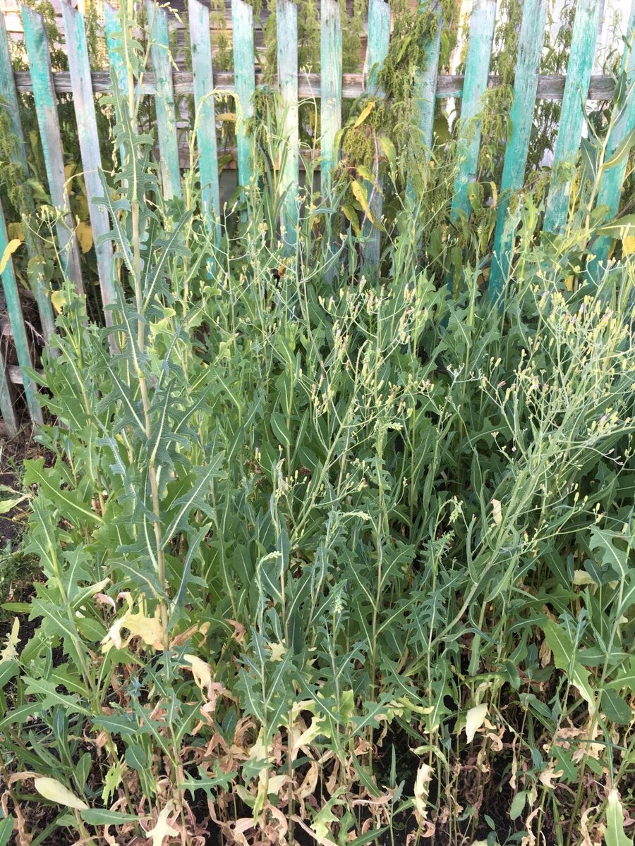 А там молочай вымахал уже по пояс