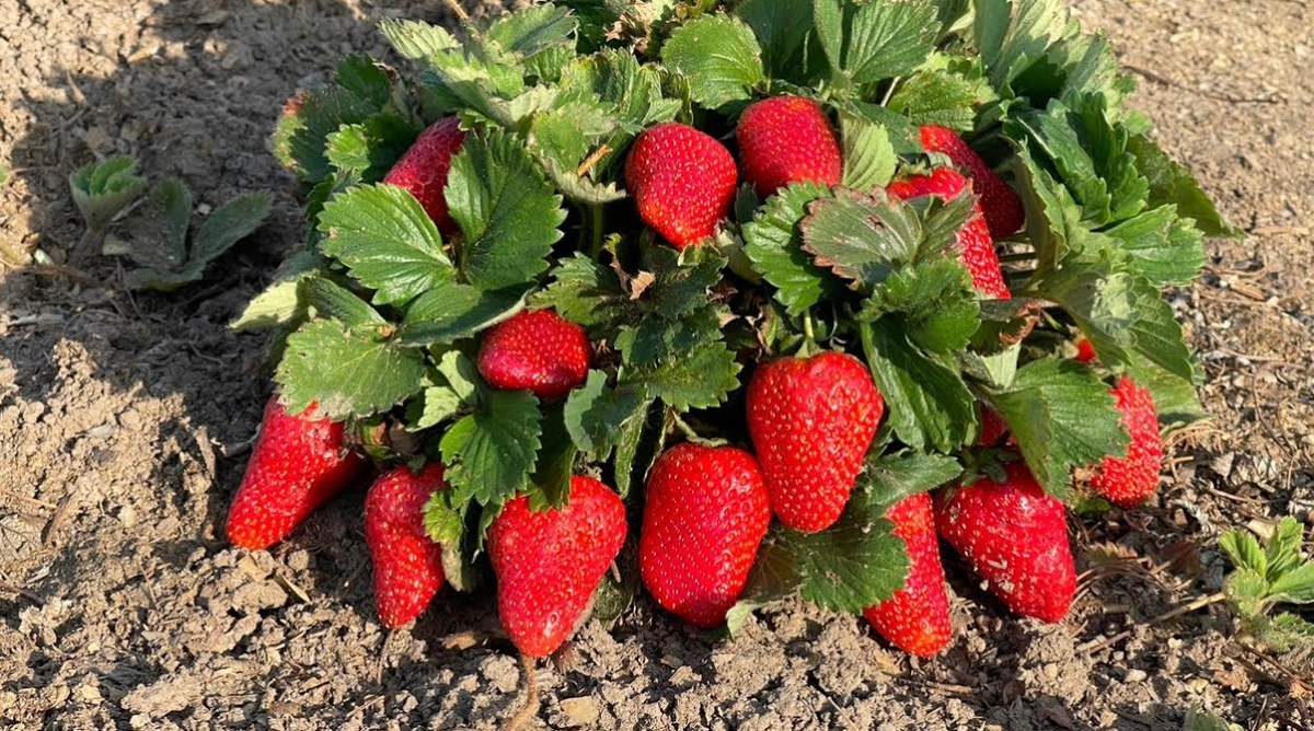 Дача. Сад. Цветы