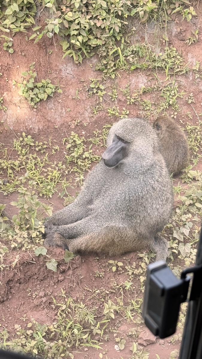 Бабуины Нгоронгоро