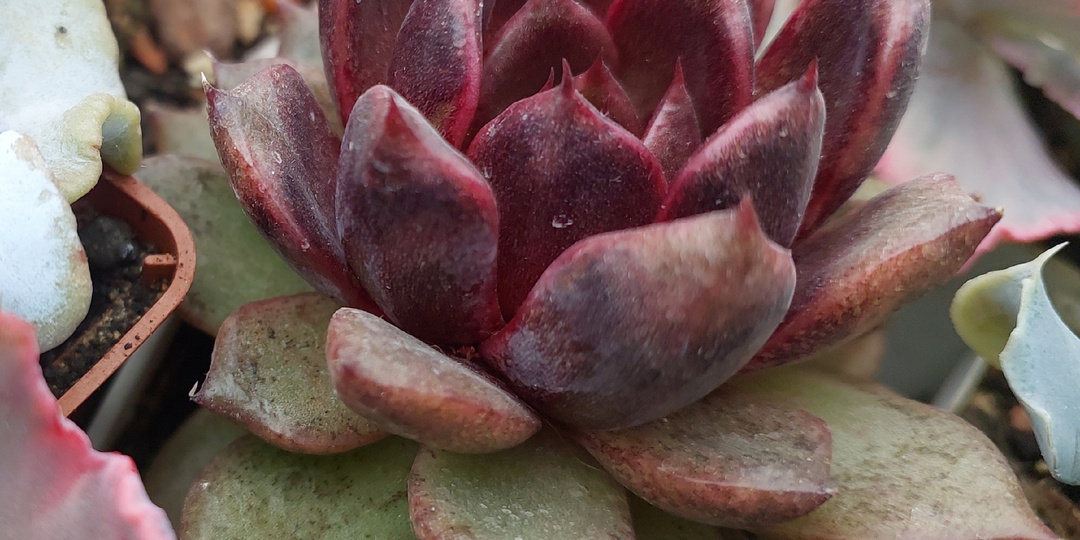 Эхеверия Блэк Роуз