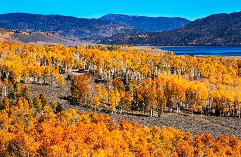 Пандо - колония осинообразных тополей (Populus tremuloides)