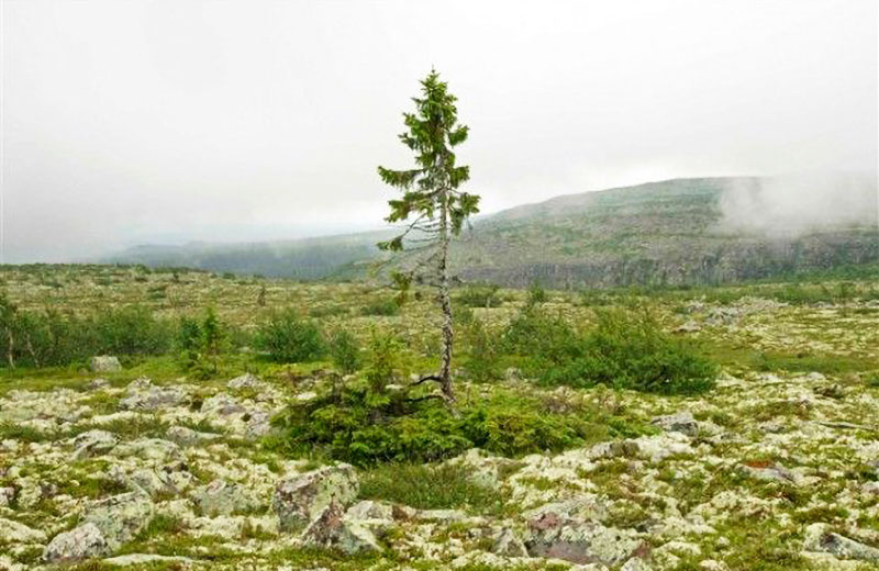 Ель обыкновенная (Picea abies) - Старый Тикко