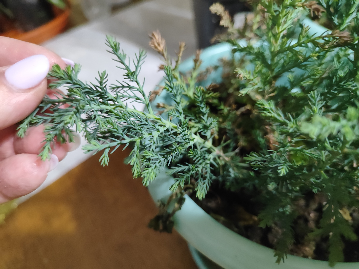 вот такой лес....