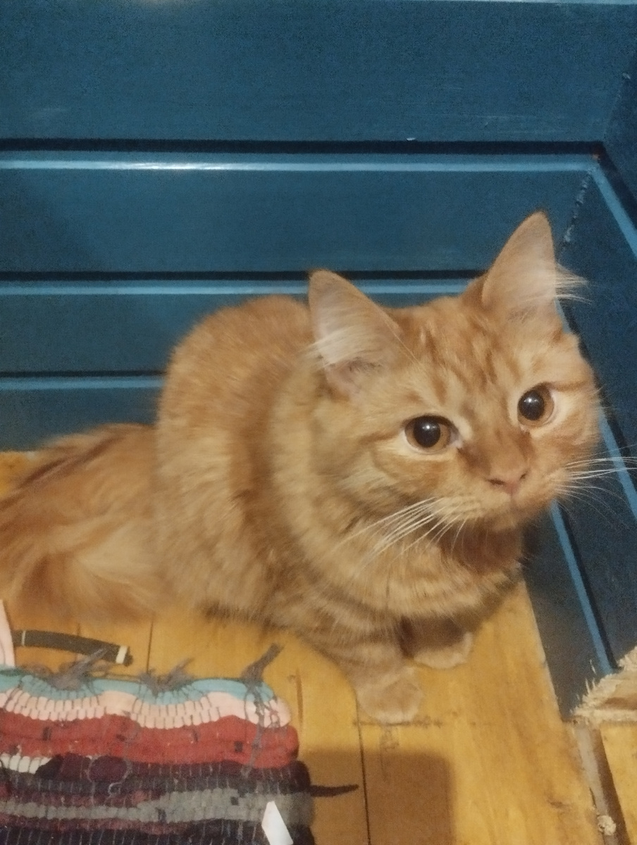 Постоянно думаю, и зачем мы обзавелись этой рыжей проблемой?! 😆